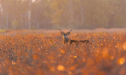 RED DEER - CIERVO COMUN O ROJO (Cervus elaphus)