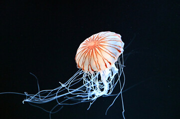 水中をふわふわ漂う美しいアカクラゲ達