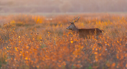 RED DEER - CIERVO COMUN O ROJO (Cervus elaphus)