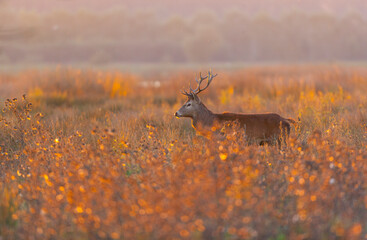 RED DEER - CIERVO COMUN O ROJO (Cervus elaphus)