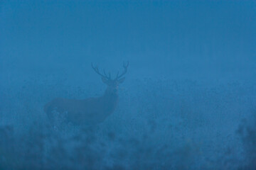RED DEER - CIERVO COMUN O ROJO (Cervus elaphus)