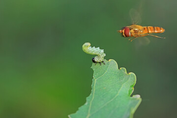 Flies on plants in the nature, North China Plain