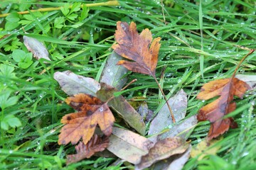 Dew drops on grass and leaves in the autumn forest