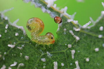 Sawfly larvae nibble on green leaves, North China