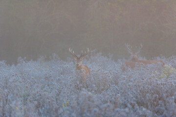 RED DEER - CIERVO COMUN O ROJO (Cervus elaphus)