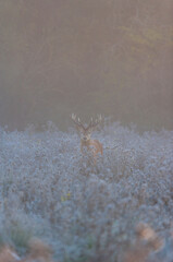 RED DEER - CIERVO COMUN O ROJO (Cervus elaphus)