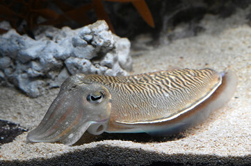 水槽の水底でゆっくり休んでいる可愛いコウイカ