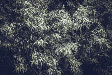 snow covered branches of a tree