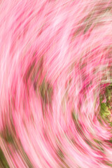 Fototapeta premium Artsy swirl motion blurred pink flowers.