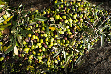 olive and leaves on a net