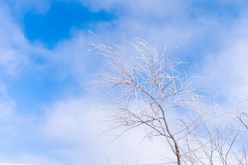 Frost on the branches of trees. Steppe in winter. Frost texture. Trees and plants in winter frost. Snow on the ground. White snowflakes on the branches. Frost on the ground. Clouds in the blue sky