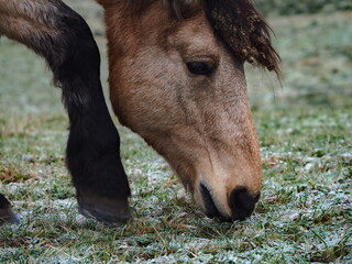 Close-up of dun horse on hoarfrost eating frozen grass