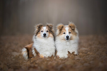 Two sheltie dog portrait photography