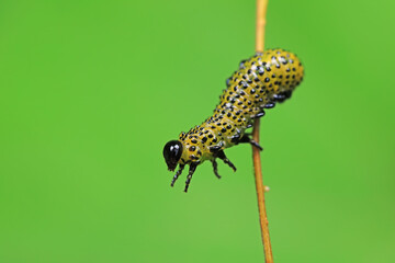 Sawfly larvae nibble on green leaves, North China