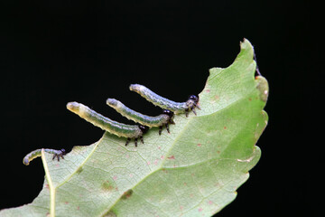 Sawfly larvae nibble on green leaves, North China