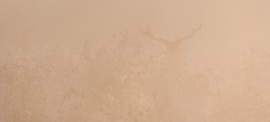 RED DEER - CIERVO COMUN (Cervus elaphus)