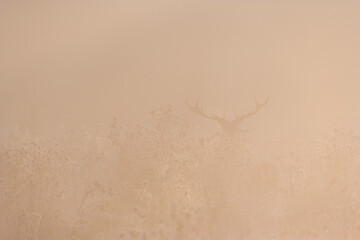 RED DEER - CIERVO COMUN (Cervus elaphus)