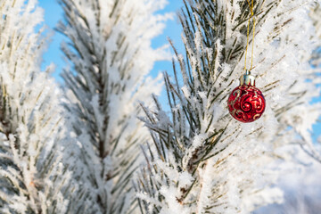 Winter background. Red Christmas ball on a branch.