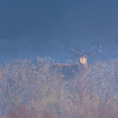 RED DEER - CIERVO COMUN (Cervus elaphus)