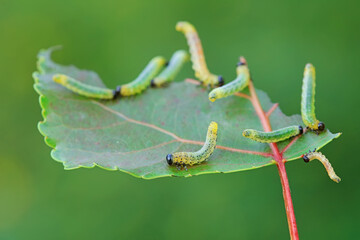 Sawfly larvae nibble on green leaves, North China