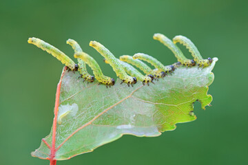 Sawfly larvae nibble on green leaves, North China