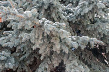 The branches of a blue spruce are covered with white snow