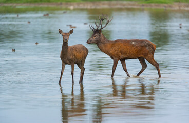 RED DEER - CIERVO COMUN O ROJO (Cervus elaphus)