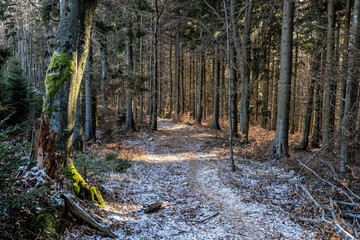 Footpath in coniferous forest, Little Fatra mountains, Slovakia