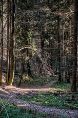 Footpath in coniferous forest, Little Fatra mountains, Slovakia