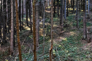 Coniferous forest, Little Fatra mountains, Slovakia