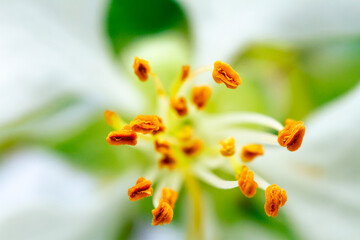 Extreme close up image of white apple blossom