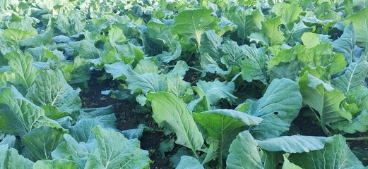 Cosechas de temporada oto&ntilde;al. Campo sembrado de verduras saludables. Col, repollo, berza. Colores de oto&ntilde;o. 