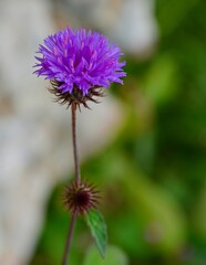 Purple flowers are blooming against a blurry background.