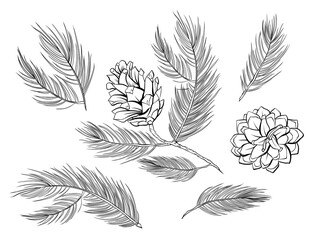 Pine cones, fir branches with pinecones, vector fir tree set of decoration elements. Fir cones, pine or cedar spruce branches black and white isolated line art set for Christmas Xmas decoration design