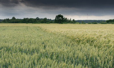Endless green fields of wheat and oats on a dark spring day before the rain.