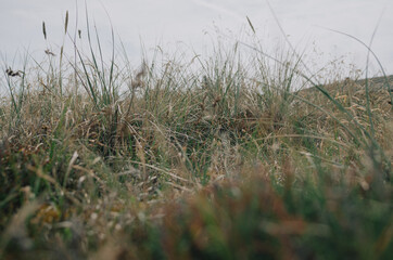 Gräser in den Dünen
