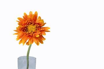 Beautiful gerbera flower in glass with white background
