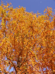 黄葉のメタセコイアと冬の青空