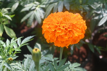 Flower closeup from nurseries and garden