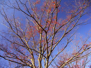冬の欅の枯れ木と青空