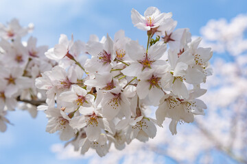 Obraz premium 見頃を迎えた桜と青い空