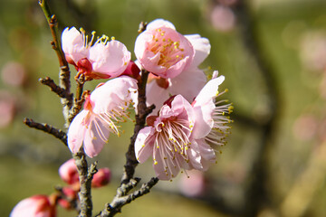朝日に照らされる梅の花