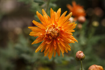 Orange chrysanthemums with dewdrops. Small depth of field