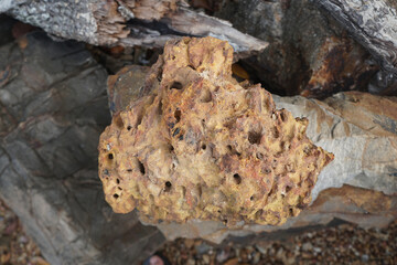 raw  Laterite rock stone isolated on nature background.