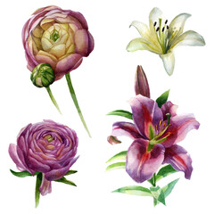 Watercolor illustration, set. Ranunculus and lily flowers. Spring summer motive.