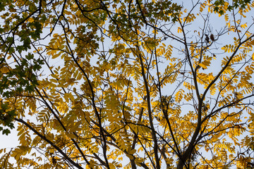 View of the tree crown with yellow leaves on a background of blue sky. Bottom view