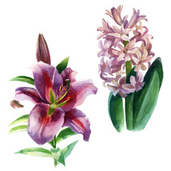 Watercolor illustration, set. Lily and hyacinth flowers. Spring summer motive.