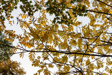 View of the tree crown with yellow leaves on a background of blue sky. Bottom view