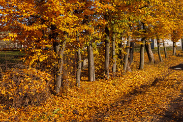 A trees with yellow leaves is illuminated by yellow evening sun light