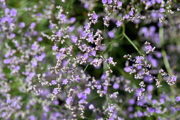 Kleine Blüten eines gewöhnlichen Strandflieders